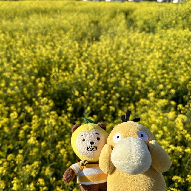 釜山大渚黃金油菜花田🤩