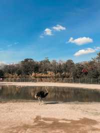 Safari Park กาญจนบุรี 
