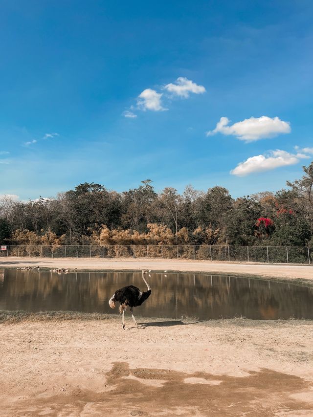 Safari Park กาญจนบุรี 