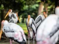 Zoo Negara@Kuala Lumpur, Malaysia