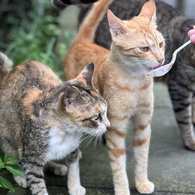 Houtong Cat Village 🐈