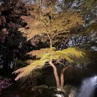 六義園夜櫻