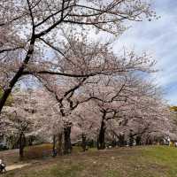 一個好有外國氣息而且好寧靜既賞花公園