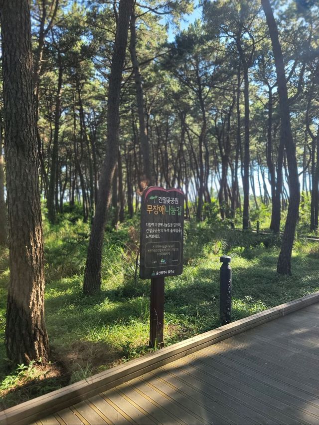 바다아닌 숲속에서 힐링하는 간절곶공원🌲