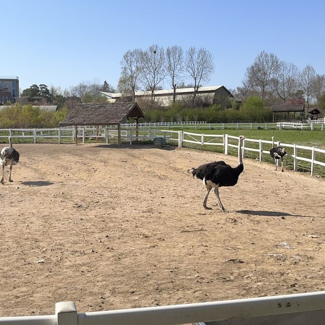 볼거리가 가득한 예산 아그로태신목장