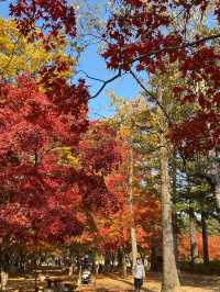 Autumn Rhythm in Nami 🍁🍂🍁🍂s