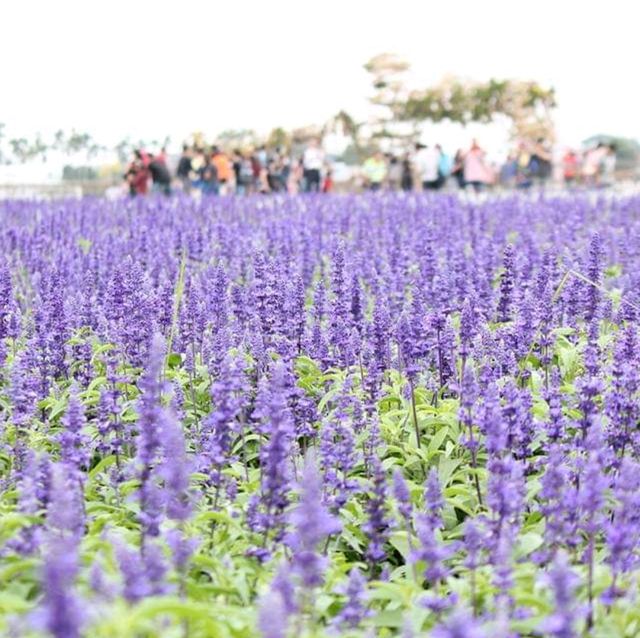 Sea of Flowers in Xinshe