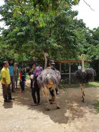 Ostrich Show Farm PD ✨