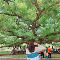 ต้นจามจุรียักษ์ ที่กาญจนบุรี