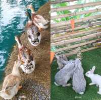 The Wild swans Café and Lake - คาเฟ่สวยนครปฐม