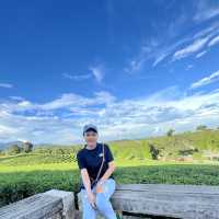 ไร่ชาฉุยฟง 🍃🌱🌿🍃