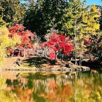 🍁 🍂 Momiji Autumn Leaves in Nara! 