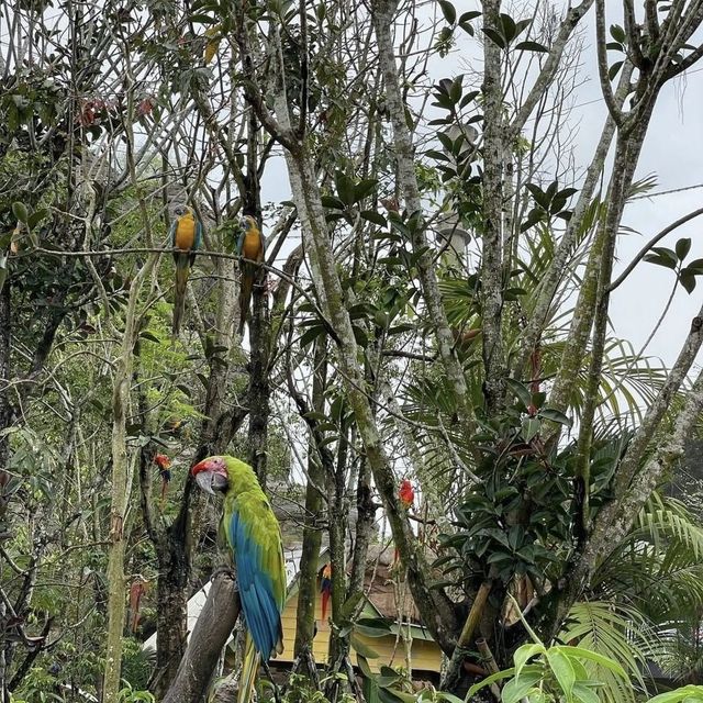 Singapore Zoo