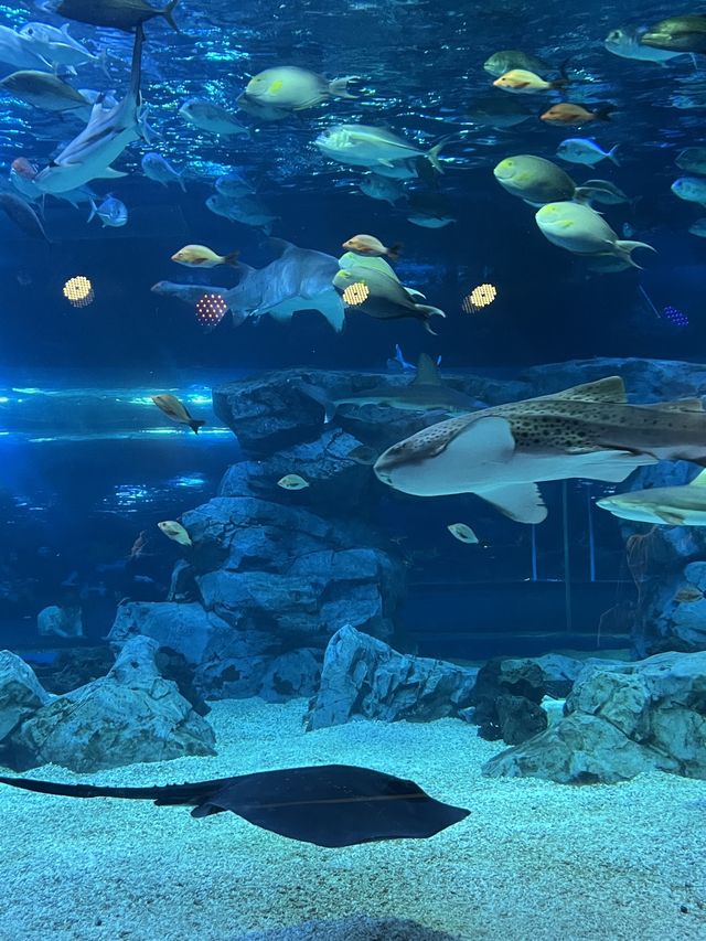 겨울 실내데이트 코스로 강추하는 아쿠아플라넷 광교🐬