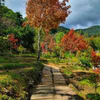 เมเปิ้ลอินทนนท์
