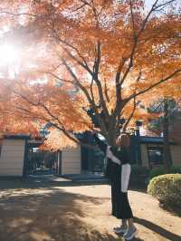東京｜ 上千隻貓貓排排坐 貓奴們不可錯過的豪德寺