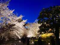 【絶景】狙い目はマジックアワー！京都で夜桜見るなら東寺のライトアップがおすすめ🌸