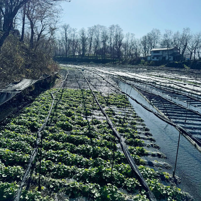 Daio Wasabi Farm, Nagano 🇯🇵