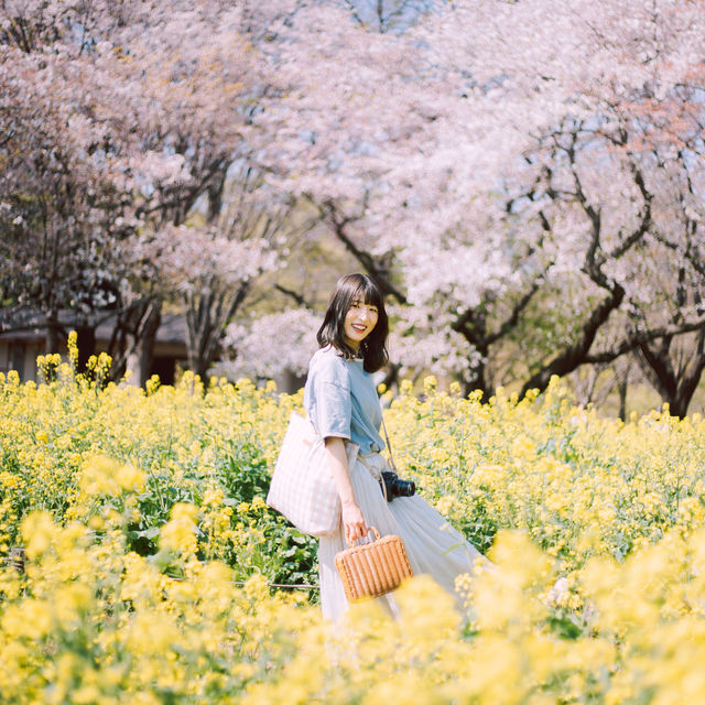 【東京】「昭和記念公園」が春の最強スポットすぎる🌸