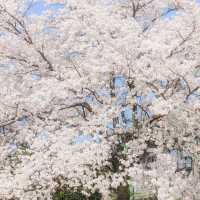 🌸日本賞櫻季，最不可以錯過的景點
