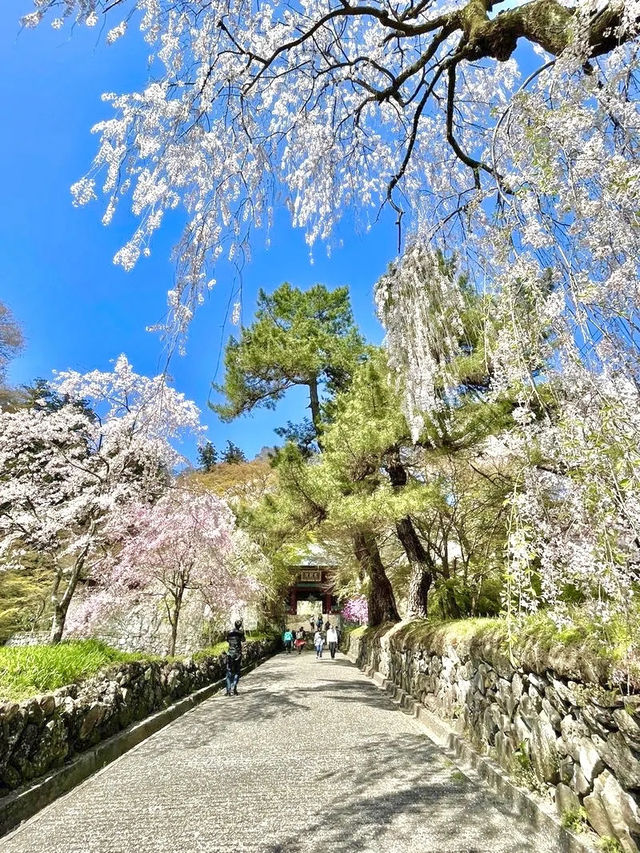 【妙義神社/群馬県】しだれ桜のアーチをくぐろう！