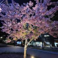 名古屋夜景與櫻花藝術的都市賞櫻體驗🌸🌸🌸
