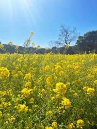 【東京|新橋】春を楽しむ菜の花畑🌼