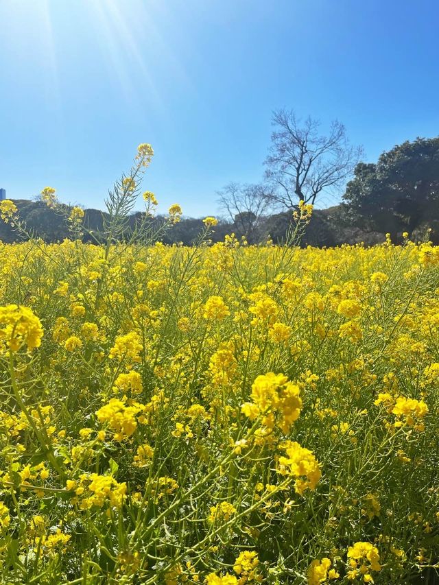 【東京|新橋】春を楽しむ菜の花畑🌼