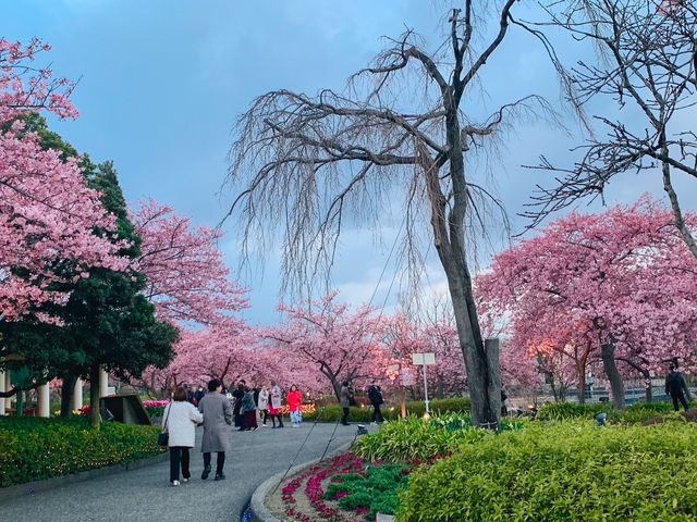 เที่ยวซากุระที่ Nabana no sato💗🌸🌸