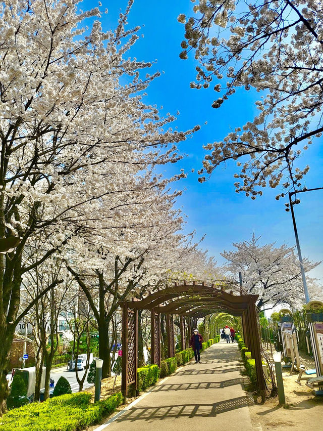 Jungnang Rose Park 