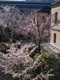 【京都×桜】ホントは教えたくない🙅日本最古の官公庁建造物と中庭の桜🌸