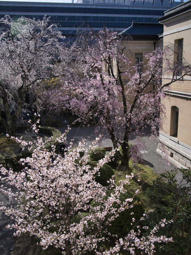 【京都×桜】ホントは教えたくない🙅日本最古の官公庁建造物と中庭の桜🌸
