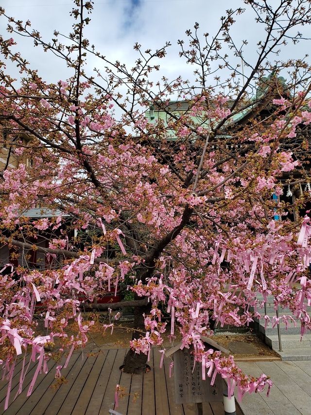 Sakura Jingū Shrine 🌸🌸