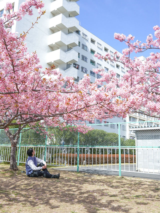 東京河津櫻景點、舊中川河津櫻，看到晴空塔！  