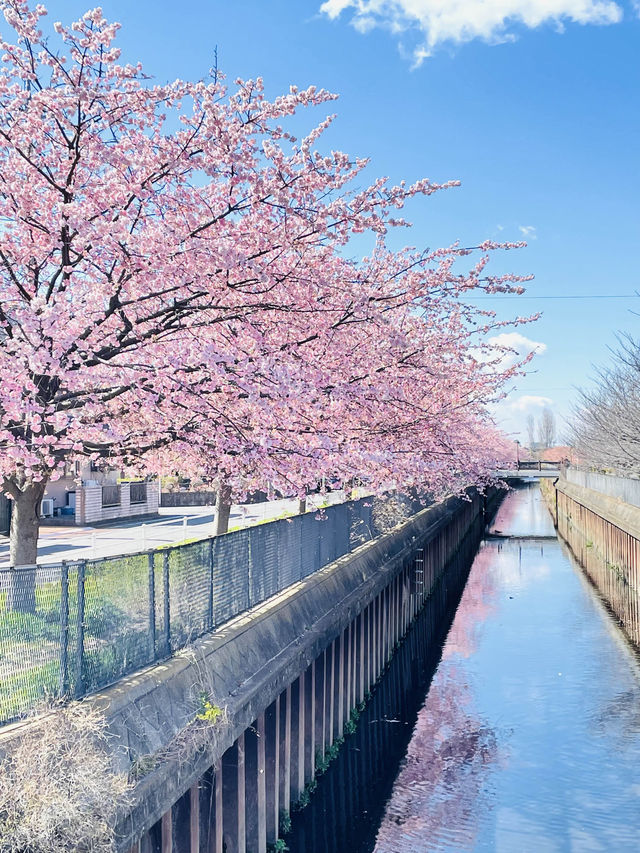 【伝右川桜並木/埼玉県】河津桜と安行桜の桜並木を一緒に見られる場所