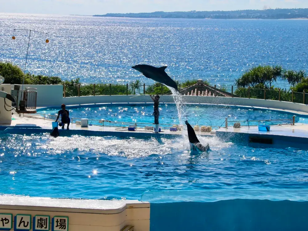 沖繩｜美麗海水族館