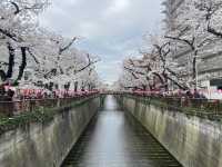 【日本🇯🇵 桜スポット🌸目黒川】