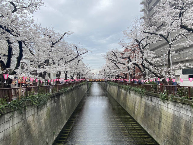 【日本🇯🇵 桜スポット🌸目黒川】