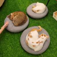 超治癒貓貓Cafe🐱打卡一流