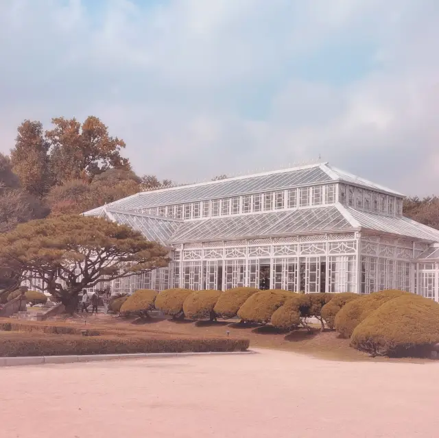 Cherry Blossoms: Changyeonggung Greenhouse 