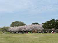 福岡・東区。さくらとネモフィラの共演が楽しめる『海の中道海浜公園』