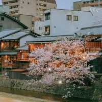 石屋川公園：追尋櫻花美景的絕佳去處