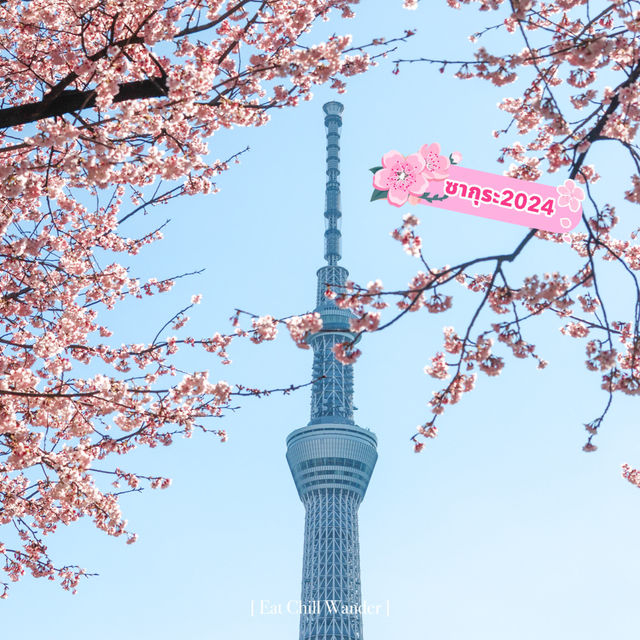 จุดถ่ายรูป Sakura + Tokyo Sky Tree 🌸🗼