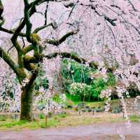 🌸【京都御苑】春日賞花，感受古城氣息🌸