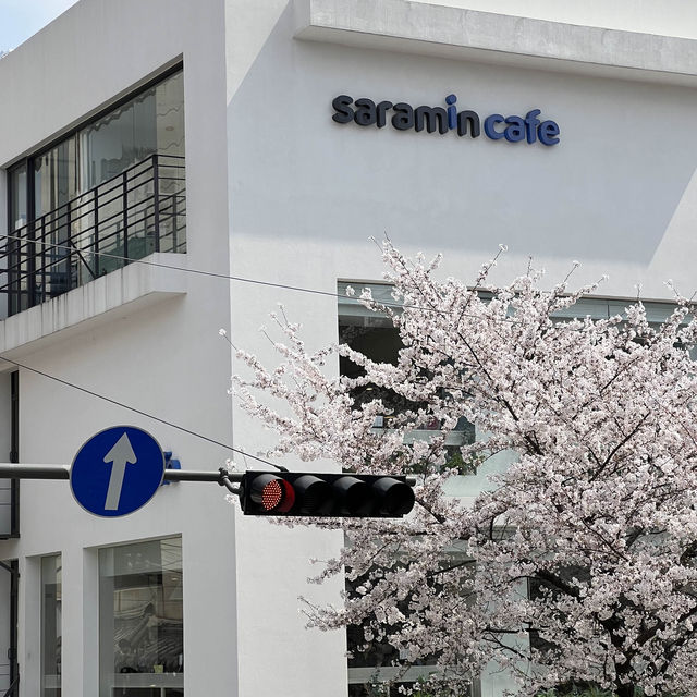 신촌 벚꽃길 방문 후기 🌸