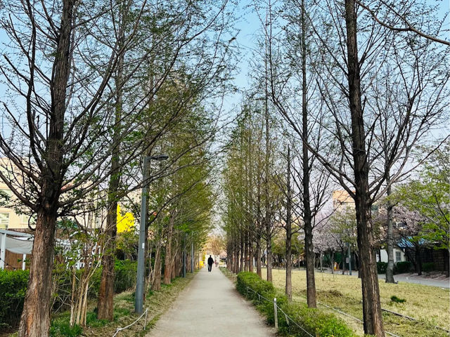 🌸「首爾書街：春天櫻花美景，適合閱讀和攝影」🌸