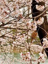 【韓国・蚕室】ソウルの桜の名所・石村湖で見る桜