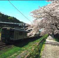 ทีมซากุระสงกรานต์ที่ภูมิภาค Tohoku (Funaoka)