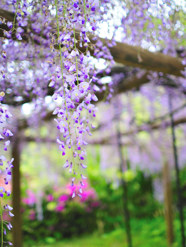 【山口】満開の藤の花が圧巻！一貫野の藤