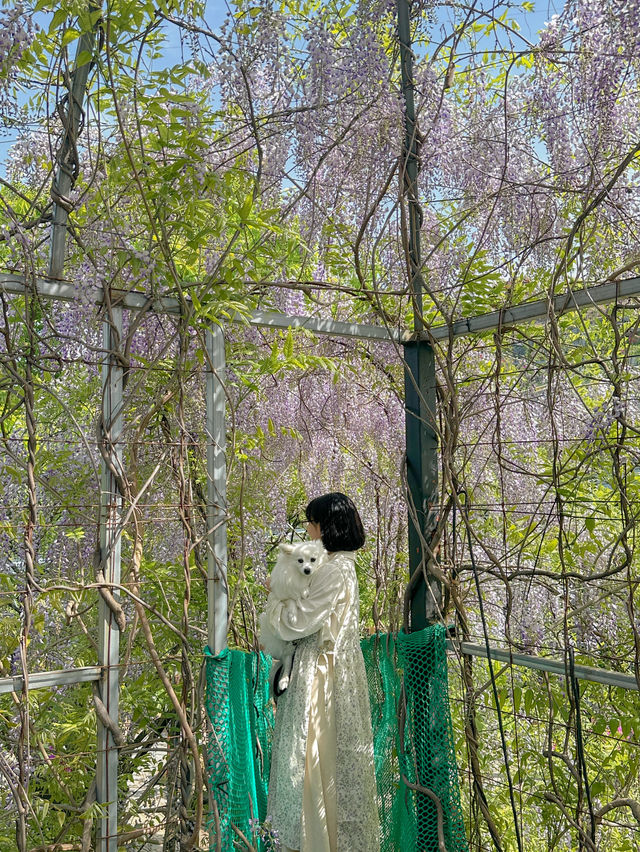 실시간 포도 가득 열린 청주카페🍇💜